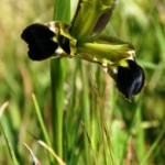 wild iris hermodactylus tuberosus Widow Iris