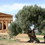 Greek temple at Agrigento Sicily Temple of Concordia Agrigento