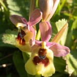 sawfly orchid wild orchid